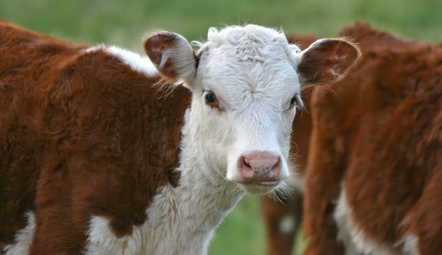 Tamamlayıcı Yemler