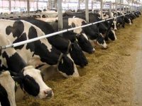 Süt İneklerinin Geçiş Dönemi Bakım ve Beslenmesi