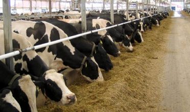 Süt İneklerinin Geçiş Dönemi Bakım ve Beslenmesi