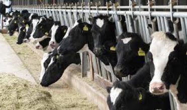 Buzağıların Bakım ve Beslenmesi